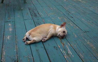 Депрессия у собак