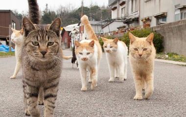 Кошка – существо социальное? Социальная жизнь кошек