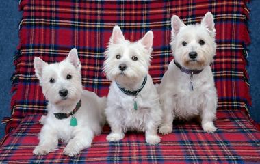 Породы собак для аллергиков