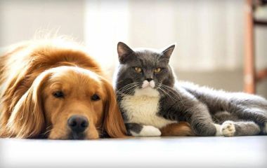 Кошка и собака под одной крышей