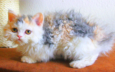 Уход за кошачьей шерстью