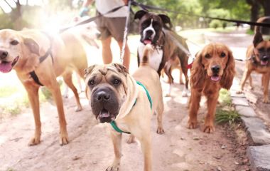 Выгул собаки