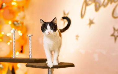 Дрессировка кошек