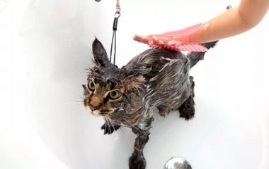 Можно ли купать кошку? Какие средства можно при этом использовать?