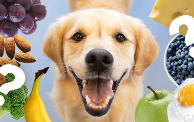 Чем нельзя кормить собаку