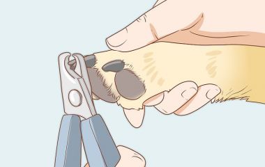 Стрижка когтей у собак