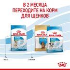 Корм Royal Canin Mini Starter сухой полнорационный для собак мелких пород (до 10 кг) в конце беременности и в период лактации, а также для кормов в период отъема от матери и до 2-х месячного возраста.  8,5 кг