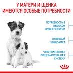 Корм Royal Canin Mini Starter сухой полнорационный для собак мелких пород (до 10 кг) в конце беременности и в период лактации, а также для кормов в период отъема от матери и до 2-х месячного возраста.  8,5 кг