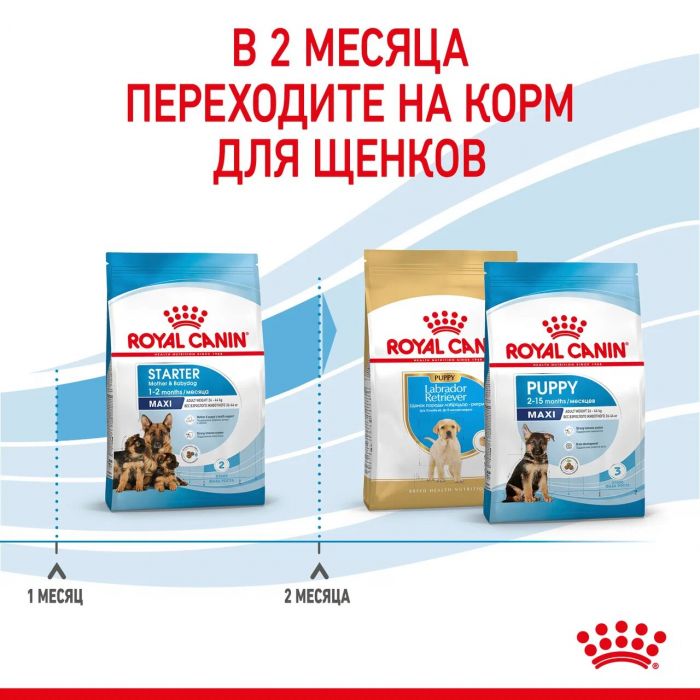 Корм Royal Canin Maxi Starter для щенков крупных пород до 2-х месяцев, беременных и кормящих сук  4 кг