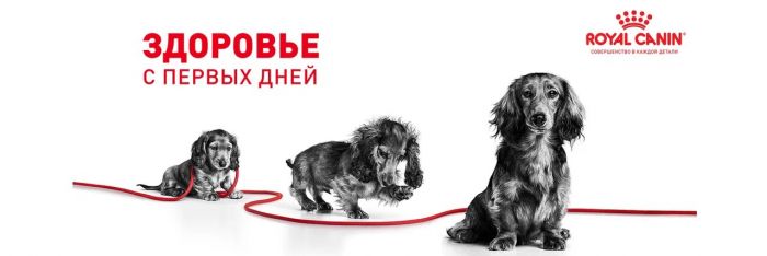 Корм Royal Canin Maxi Starter для щенков крупных пород до 2-х месяцев, беременных и кормящих сук  15 кг