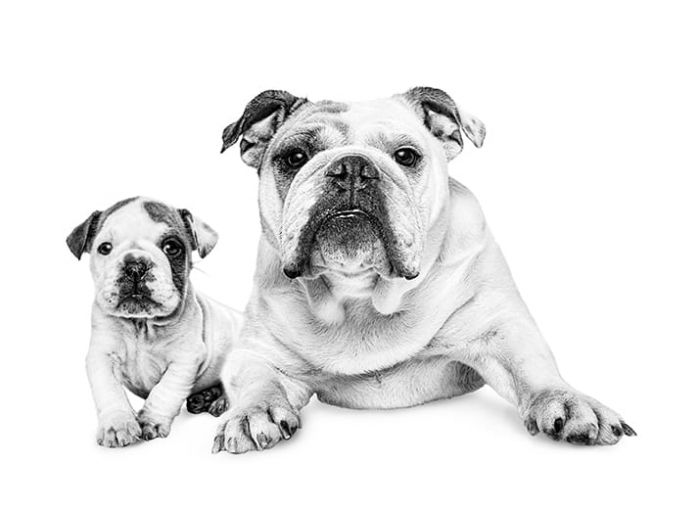 Bulldog Adult (Бульдог эдалт)  3кг