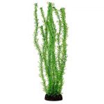 Растение (Laguna) 10см Лигодиум зеленый Растение (Laguna) 10см Лигодиум зеленый