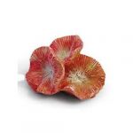 Коралл (Laguna) 2916LD Бластомусса мини 5,6*5,2*3,1см Коралл (Laguna) 2916LD Бластомусса мини 5,6*5,2*3,1см